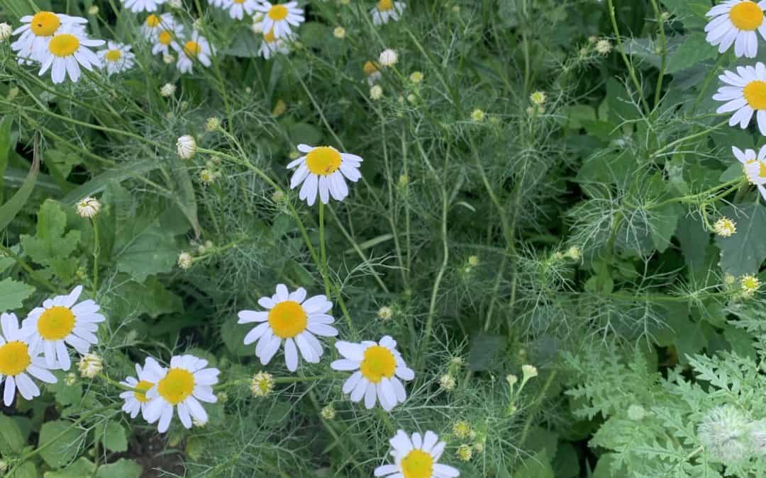 Was wächst auf unseren Blumenwiesen? Echte Kamille