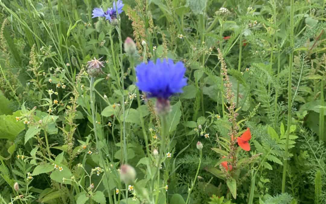 Was wächst auf unseren Blumenwiesen? Die Kornblume